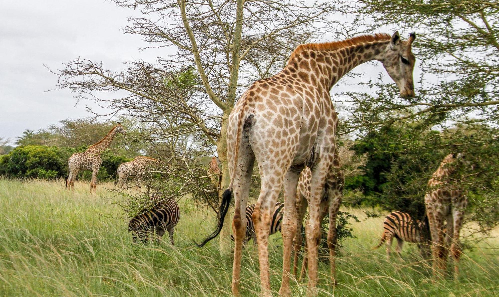 Sleepover Kruger Gate Скукуза Экстерьер фото